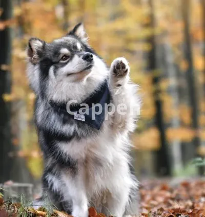 I will shoot dog accessory photography with dog model