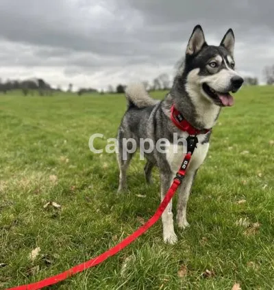 I will be your husky dog model for pet product photos, videos, ugc