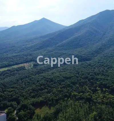 I will analyze your political opponents